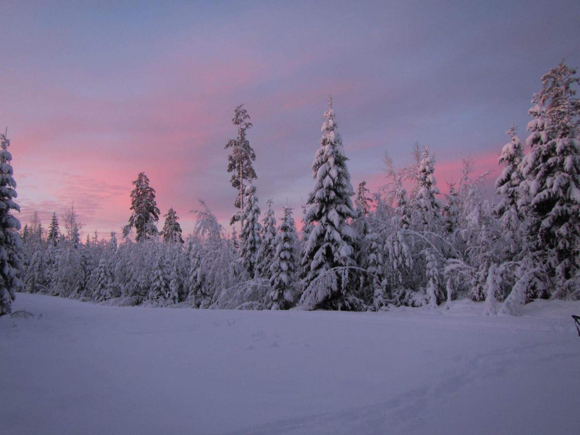 Skog Aurora Igloos Villa Каликс Екстериор снимка