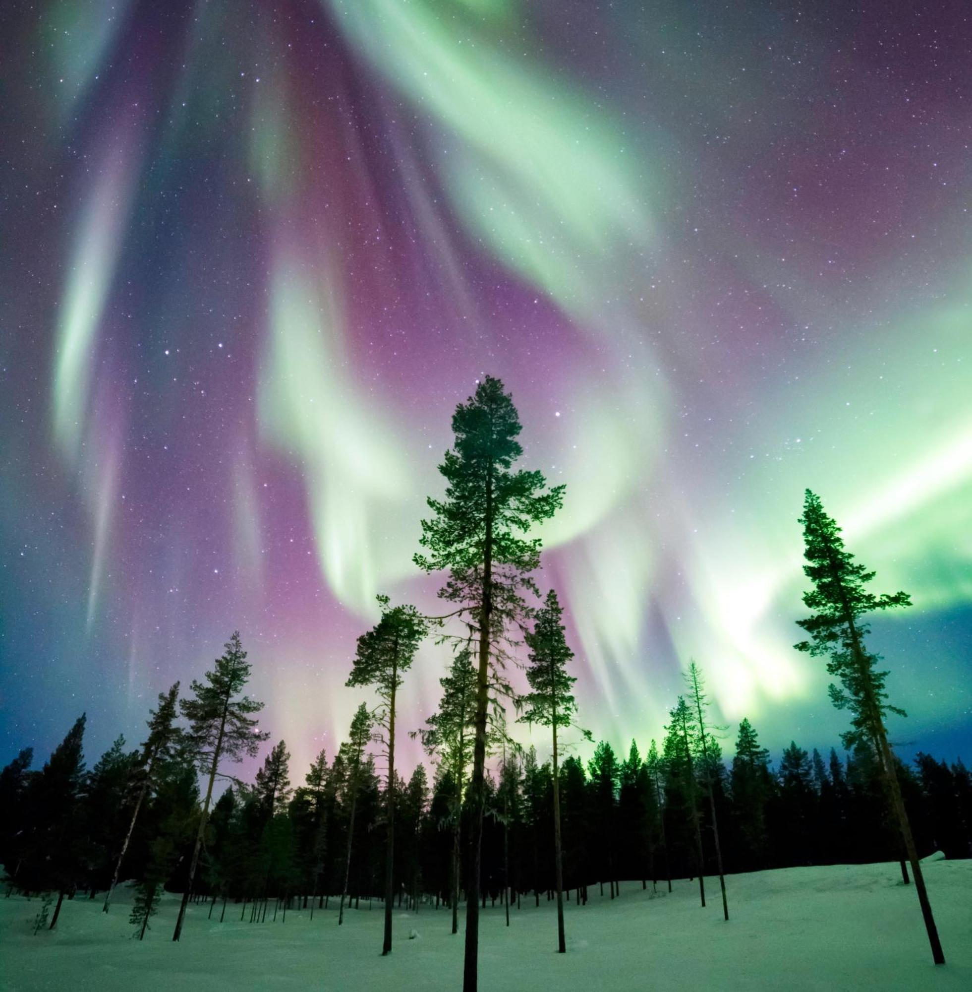 Skog Aurora Igloos Villa Каликс Екстериор снимка